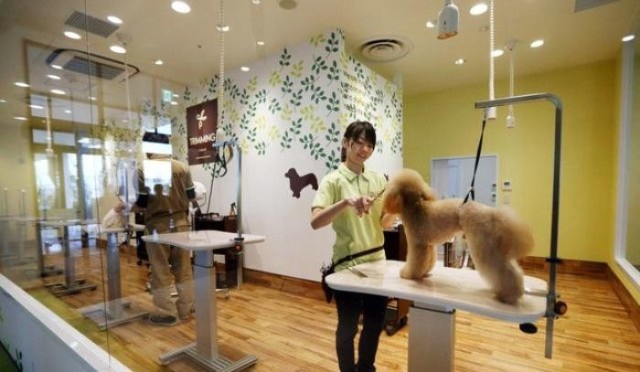 寵物店專業(yè)寵物服務(wù) 關(guān)愛(ài)與品質(zhì)的完美結(jié)合